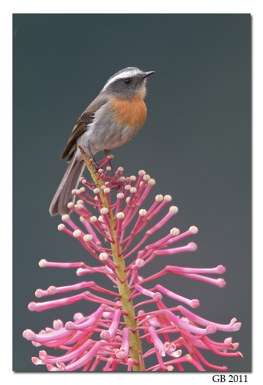 RUFOUS-BREASTED CHAT-TYRANT